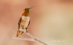 Rufous Hummingbird.jpg