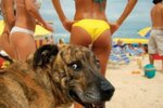 dog.jpg
