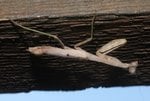 IMG_1510.JPG