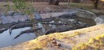 After being deprived of adequate water for so long, the crocodiles now enjoy a relaxing dip in o.jpg