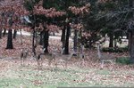 IMG_0020R.jpg