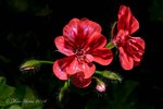Red Geranium 3 A.jpg