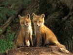 Young Red Fox Kits, Louisville, Kentucky.jpg