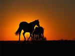 Sunset, Versailles, Kentucky.jpg