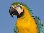 Blue and Yellow Macaw,jpg.jpg