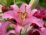 Asiatic Lily, Washington.jpg