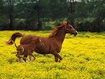 Arabian Mare and Foal, Louisville, Kentucky.jpg