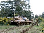 leopard1.jpg