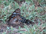 IMG_2292.JPG