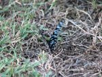 IMG_2293.JPG