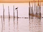 La Albufera National Park, Spain.jpg