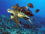 Green Sea Turtle Being Cleaned by Reef Fishes, Hawaii.jpg