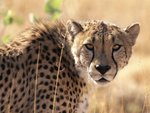 Cheetah, Okonjuma Game Ranch, Namibia, Africa.jpg