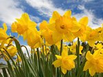 Sunny Daffodils.jpg