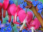 Bleeding Heart and Forget-Me-Not.jpg