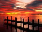 Seagulls at Sunset, Fort Myers, Florida.jpg