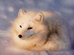 arctic_fox.jpg