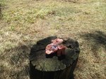 IMG_2576.jpg