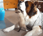 1s2yegdo1_400.gif