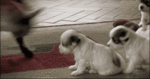 lt99V1tm0lv8o1_500.gif