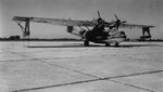 pby cat.jpg