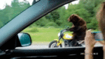 Eg1tpmgf1o1_400.gif