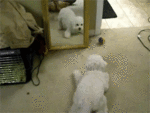 7137_e008.gif
