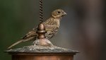 Brown Sparrow-005-2.jpg