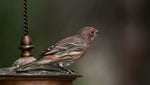 Red House Finch-019.jpg