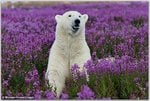 polar-bear-1.jpg