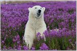 polar-bear-1.jpg