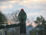 IMG_2658.JPG