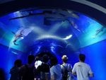 223_Kaiyukan Aquarium_0580.jpg