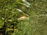 226_Aquarium crab_0586.jpg