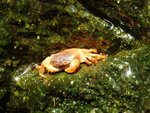 227_crab_0587.jpg