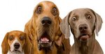 dog.jpg