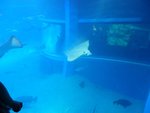 233_Main Aquarium_0619.jpg