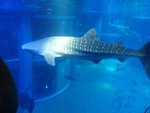 234_Main Aquarium_0625.jpg