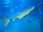 235_Main Aquarium_0634.jpg