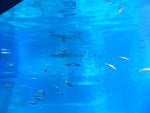 237_Main Aquarium_0632.jpg