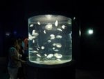 241_Aquarium_0665.jpg