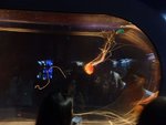 242_Aquarium_0670.jpg