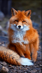 awaWu1ti4wako1_1280.png