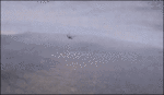 tlb56zo1_500.gif