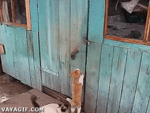 5983_7c0a.gif