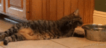 3712_224f4.gif