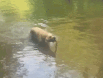 q1s02vreo1_500.gif