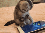 tumblr_nx2j7jafro1uuyy36o1_400.gif
