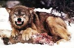 Wyoming-Wolf.jpg