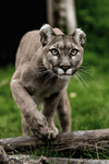 2i3Ot81r4lihzo1_540.png